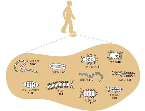 土 動物|地中に住む動物の特徴とは？ わかりやすく解説！